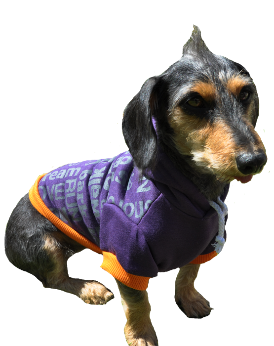 Purple dog hoodie with orange trimmings and silver words printed on the back with a Doggie Hillfigher rubber badge on the hoodie