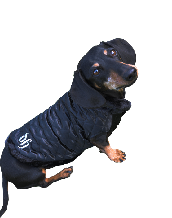 Black dog coat with fur trimmings and DH embroided in silver