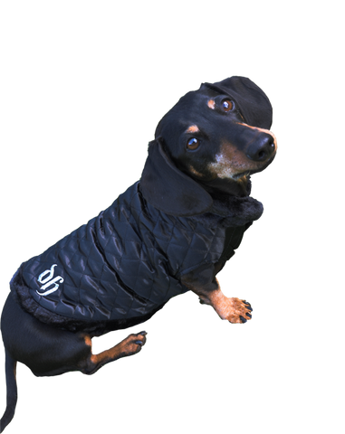 Black dog coat with fur trimmings and DH embroided in silver