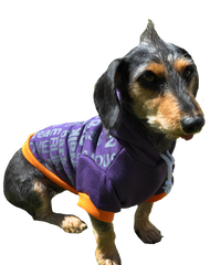 Purple dog hoodie with orange trimmings and silver words printed on the back with a Doggie Hillfigher rubber badge on the hoodie